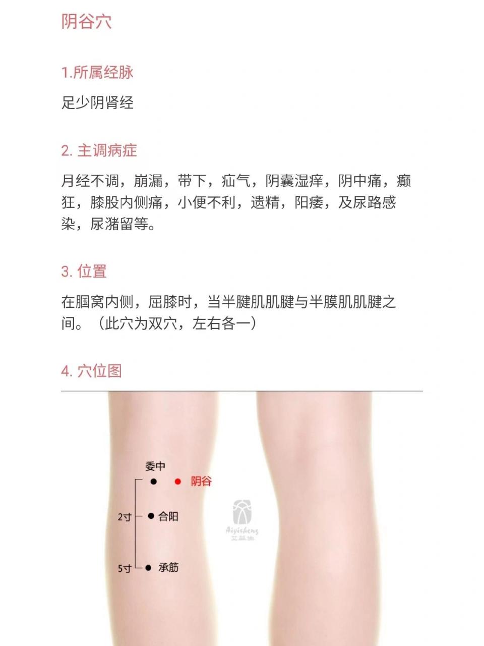 每日一穴调整身体 每日一穴:阴谷穴 97 主调病症: 月经不调,崩漏,带