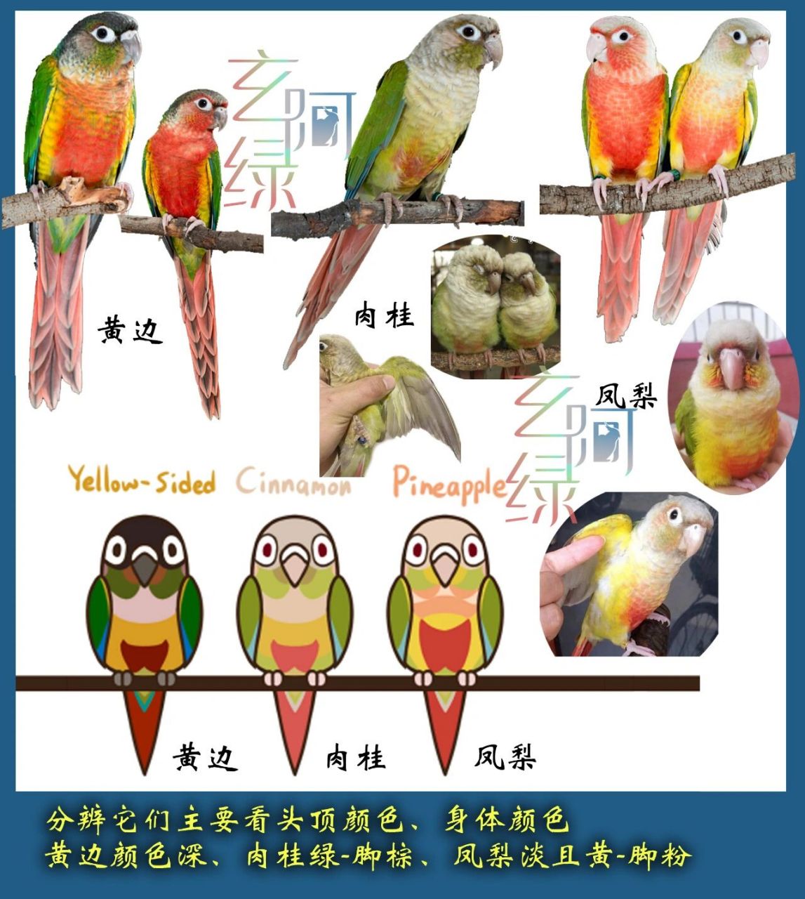 鹦鹉怎样分辨公母图片