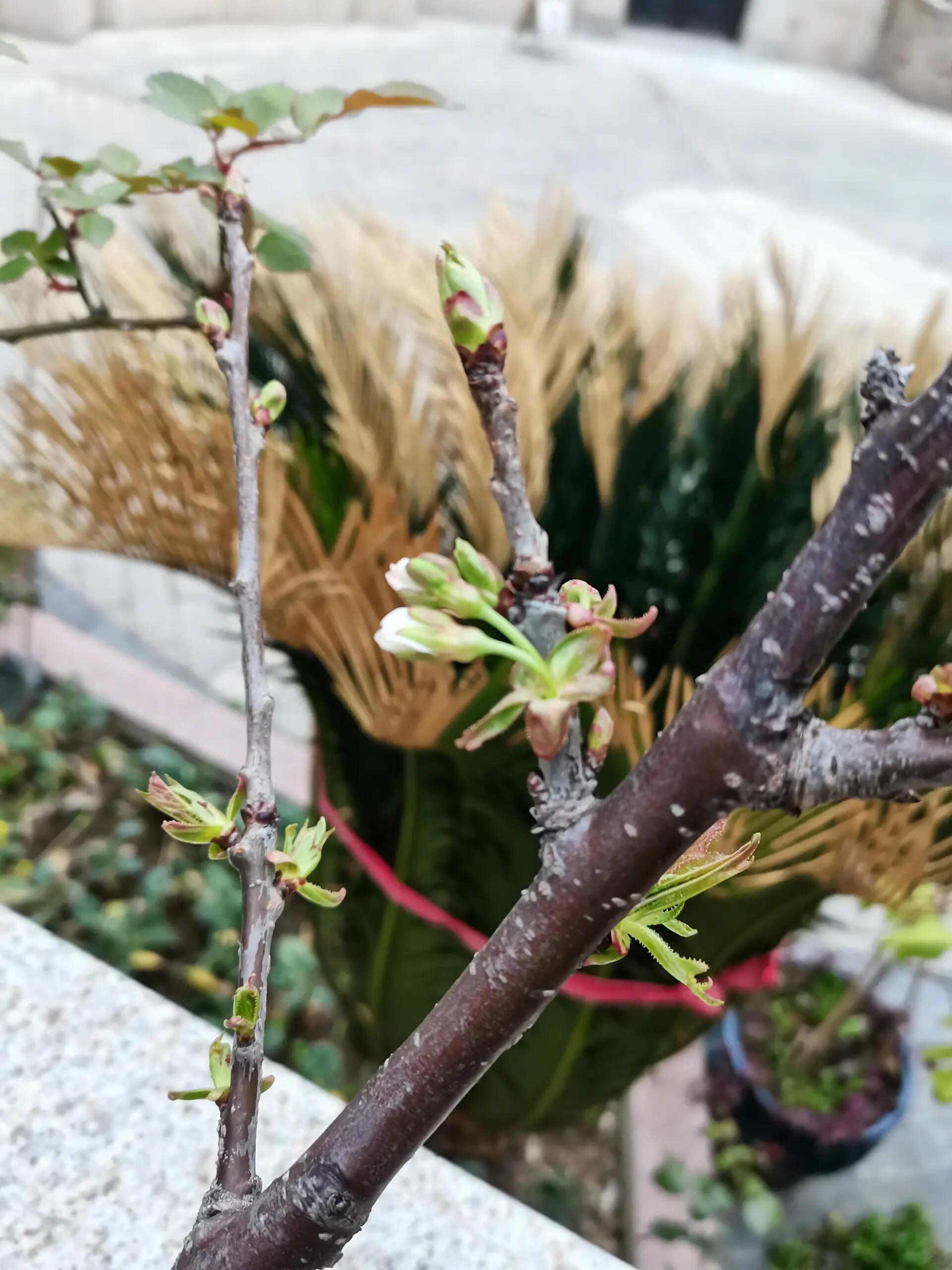 车厘子开花结果过程图图片