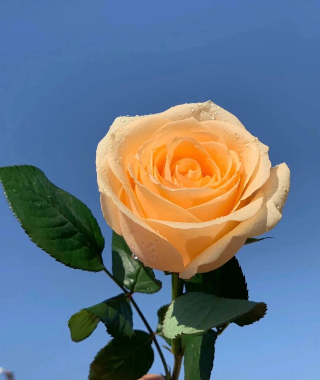 香槟玫瑰是保加利亚国花,寓意是爱上你是我今生最大的幸福,想你是我最