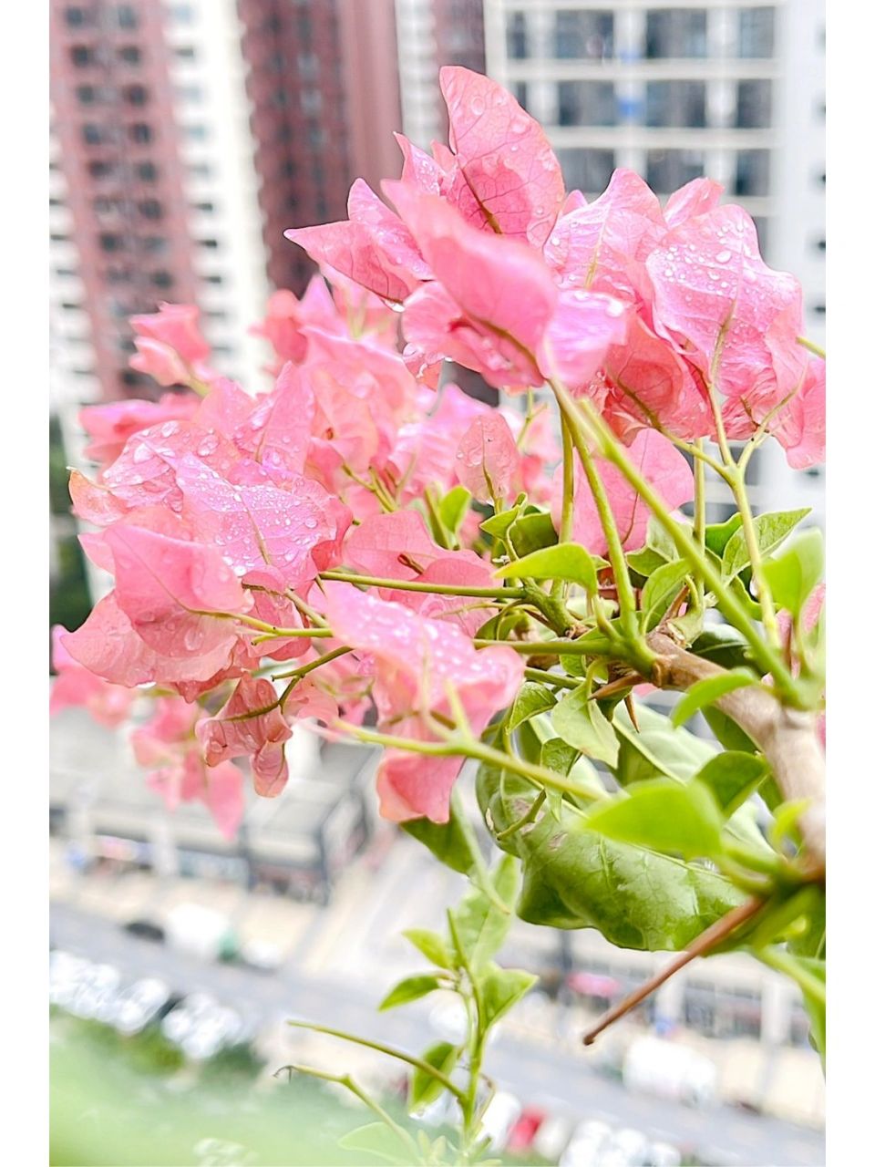 三角梅 扎基里亚娜 超级喜欢的,毫无冷色调的橙粉色系,连花蕊都是粉粉