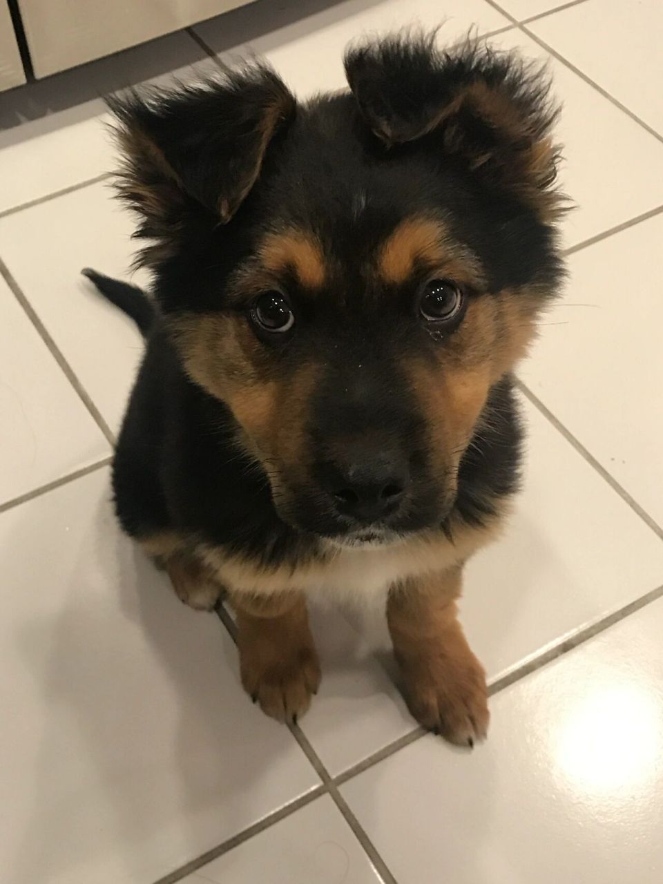 他是德牧和罗威纳的混血吗?