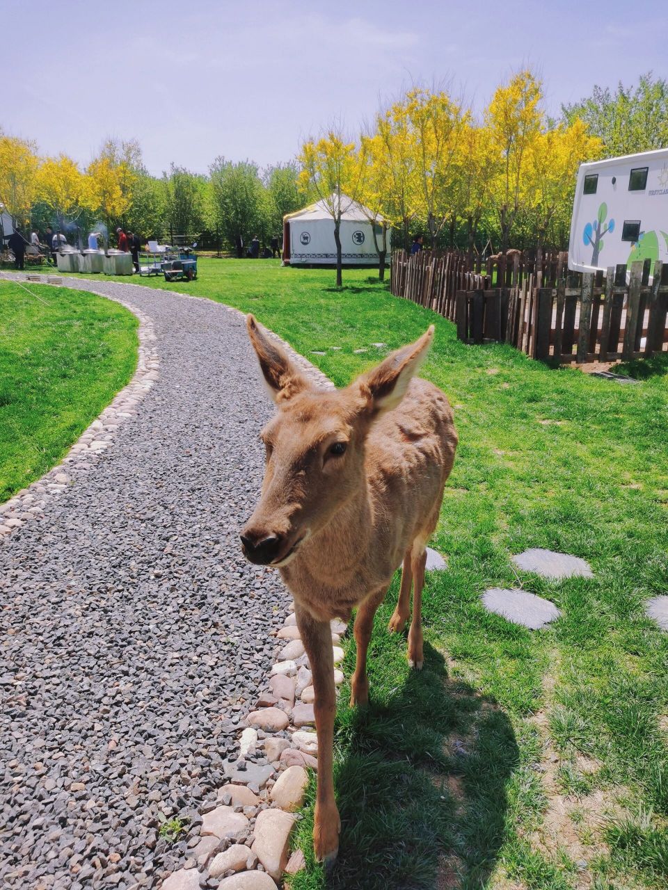滨州惠民|鹿小森亲子乐园 奔着小鹿去的,被整体环境惊艳到,可耍可乐可