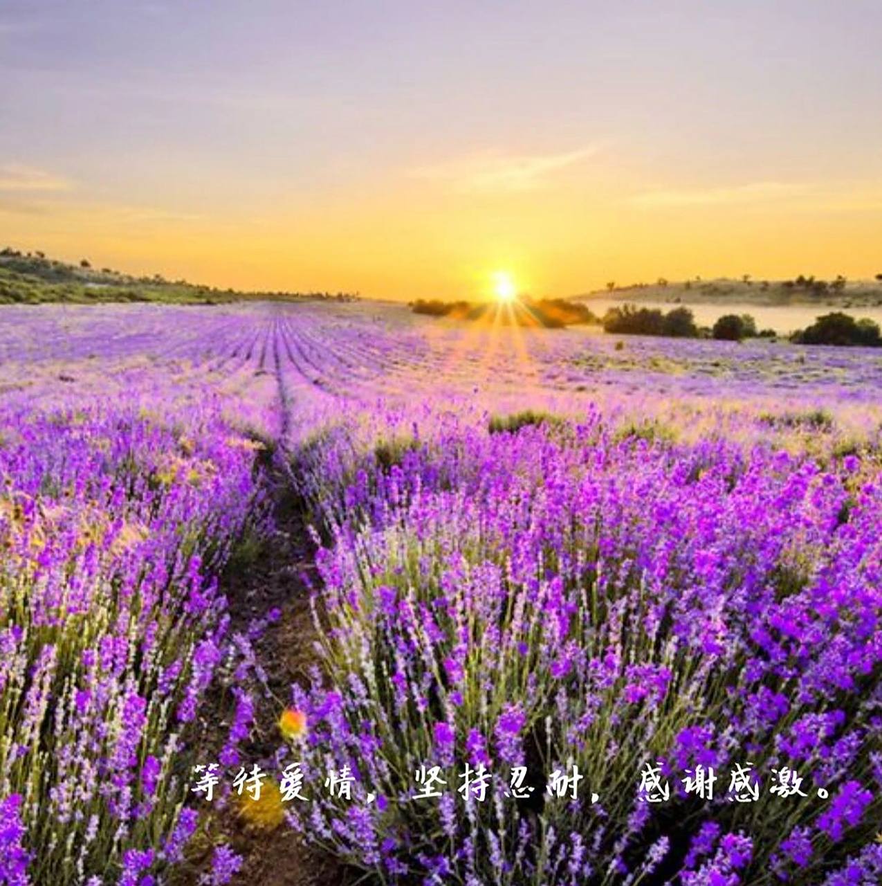 薰衣草 花语 等待爱情:紫色薰衣草颜色梦幻,即使凋谢也保持着绽放的