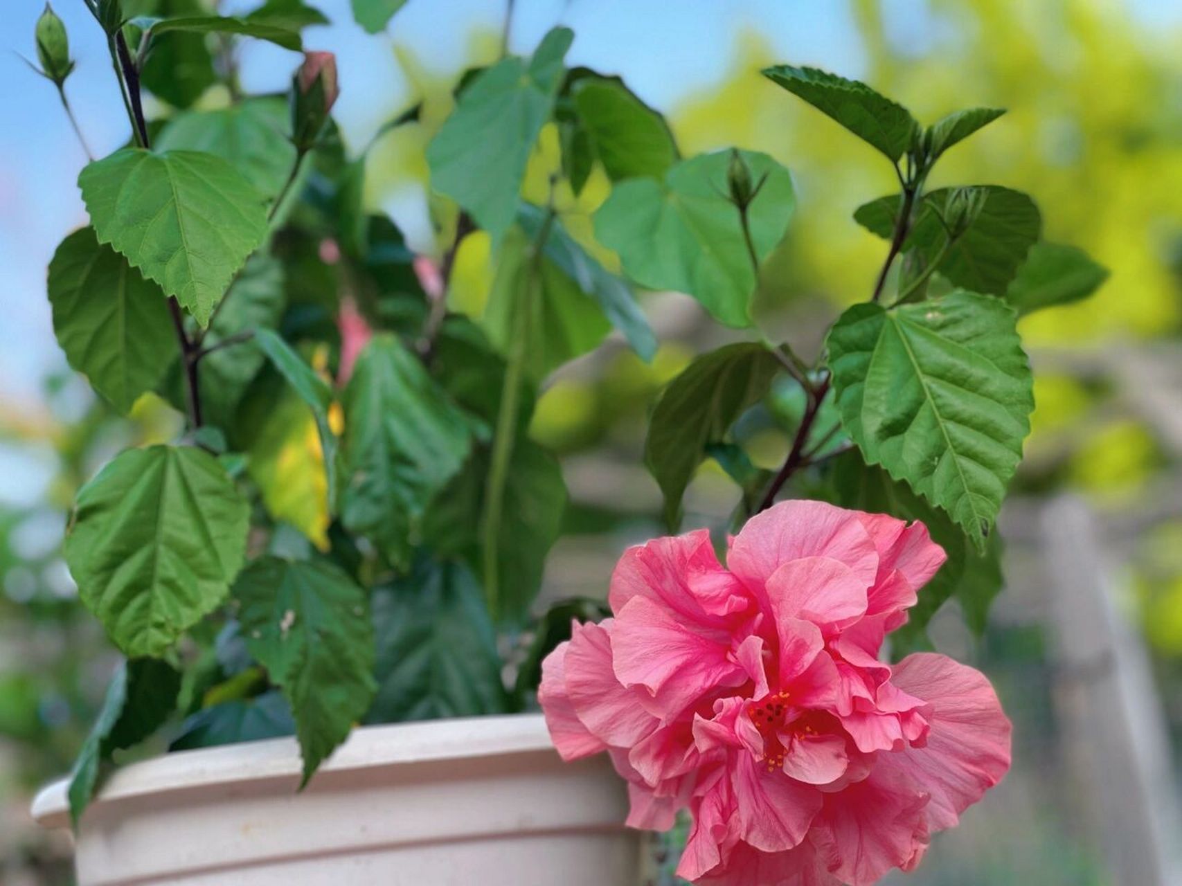 木菊花|粉色红色各有千秋～ 家里红色刚凋谢,粉色接力了, 开的比拳头