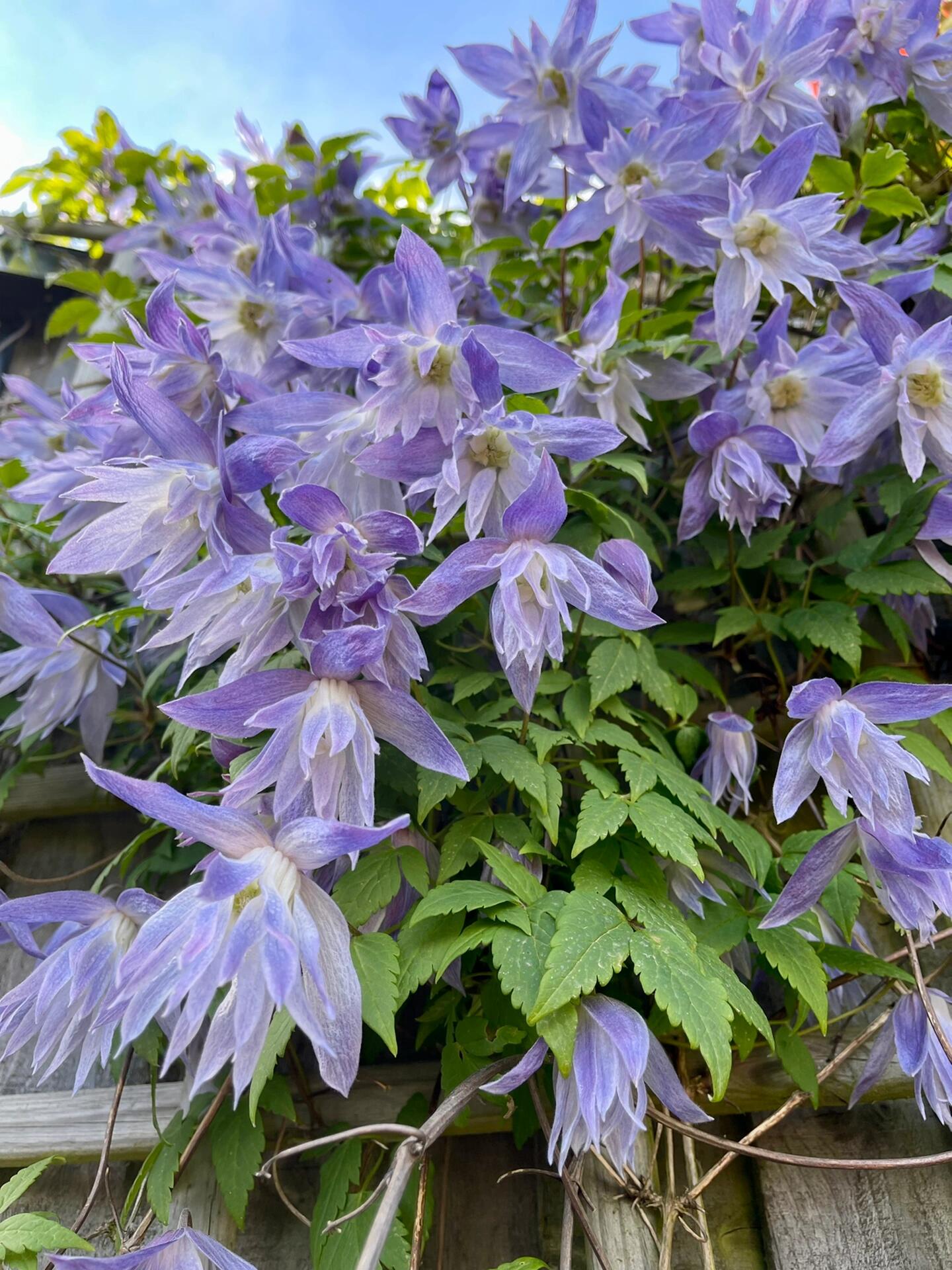 原来有这么多人喜欢长瓣铁线莲 再多加几张不同角度的图