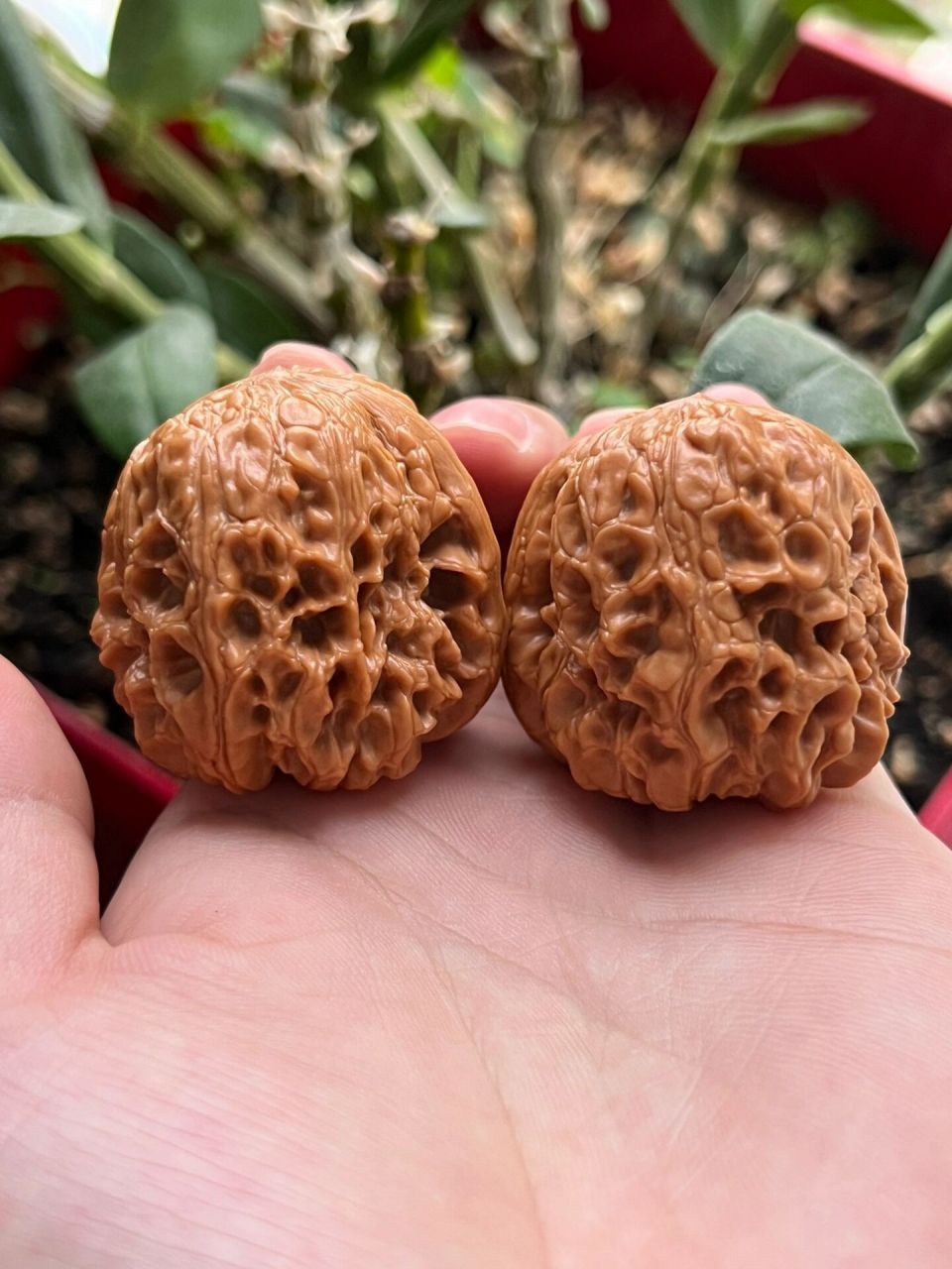 门墩核桃 门墩核桃,传言史料记载,门墩狮子头是乾隆爷最爱品种,故宫中