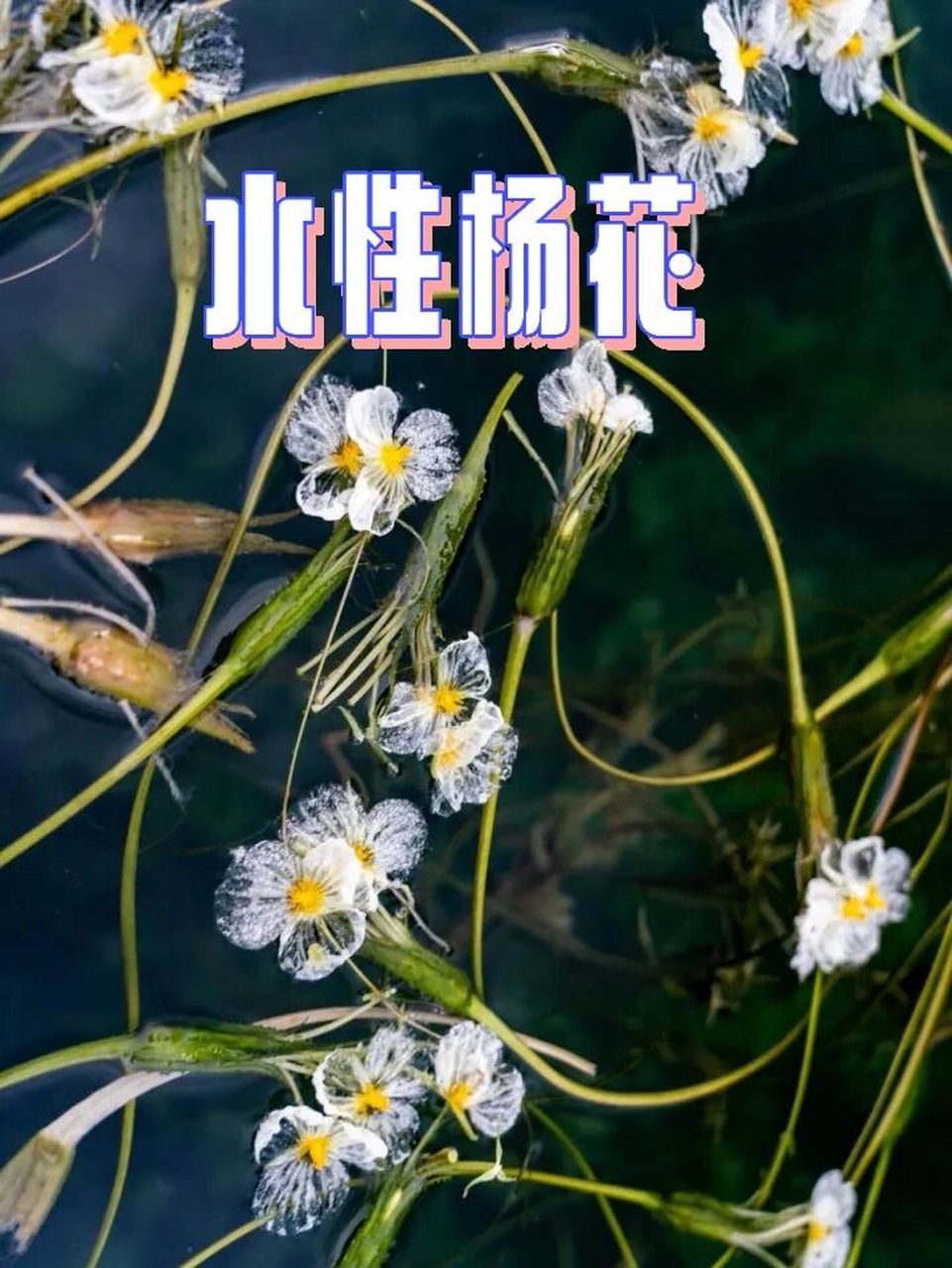 波叶海菜花图片