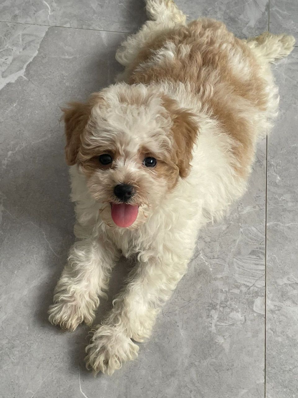 狗爸爸是比熊,狗妈妈是泰迪比熊串(卖家说是香槟色比熊看破不说破吧