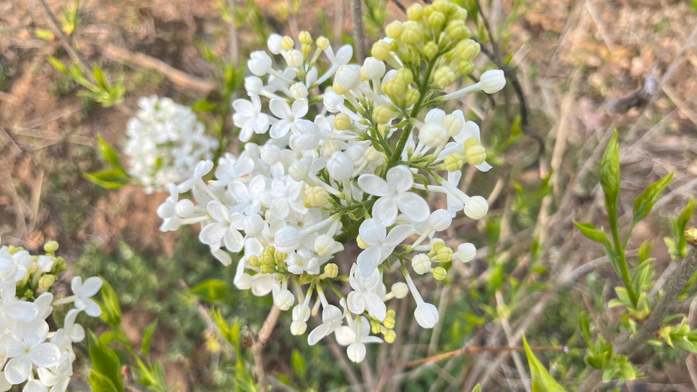白丁香,花开白色,晶莹剔透