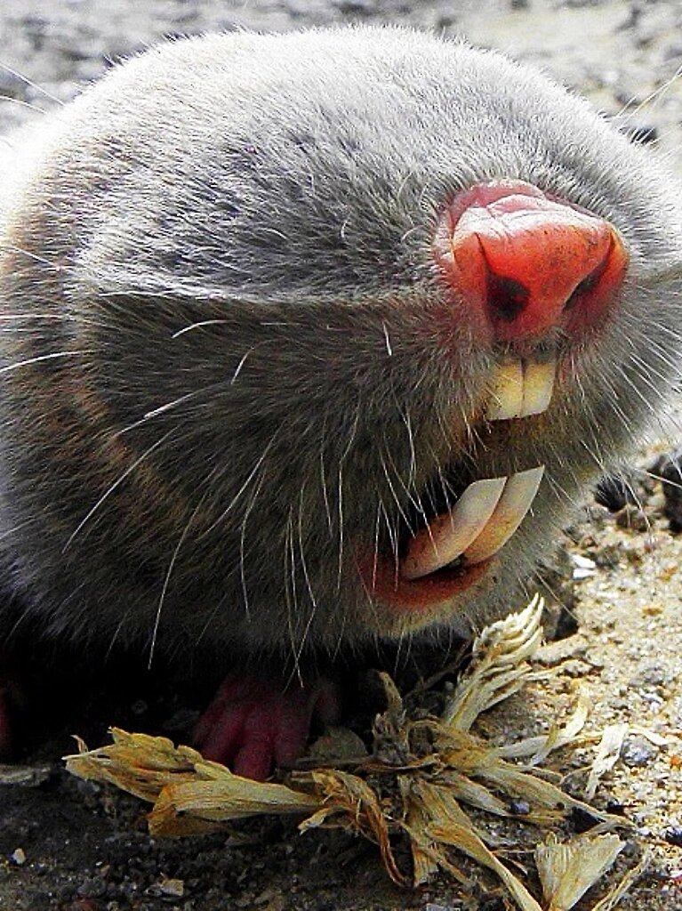 这种没有眼睛的动物,有个非常形象的名字叫盲鼹鼠,正式名称是大盲