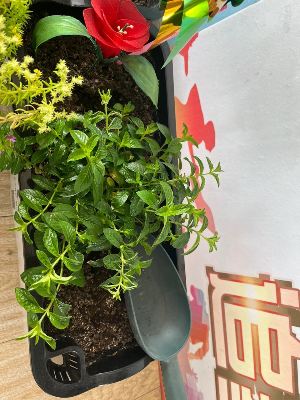 佛甲草开花98 我都不知道佛甲草还能开花,但是在班级被宝贝们呵护得