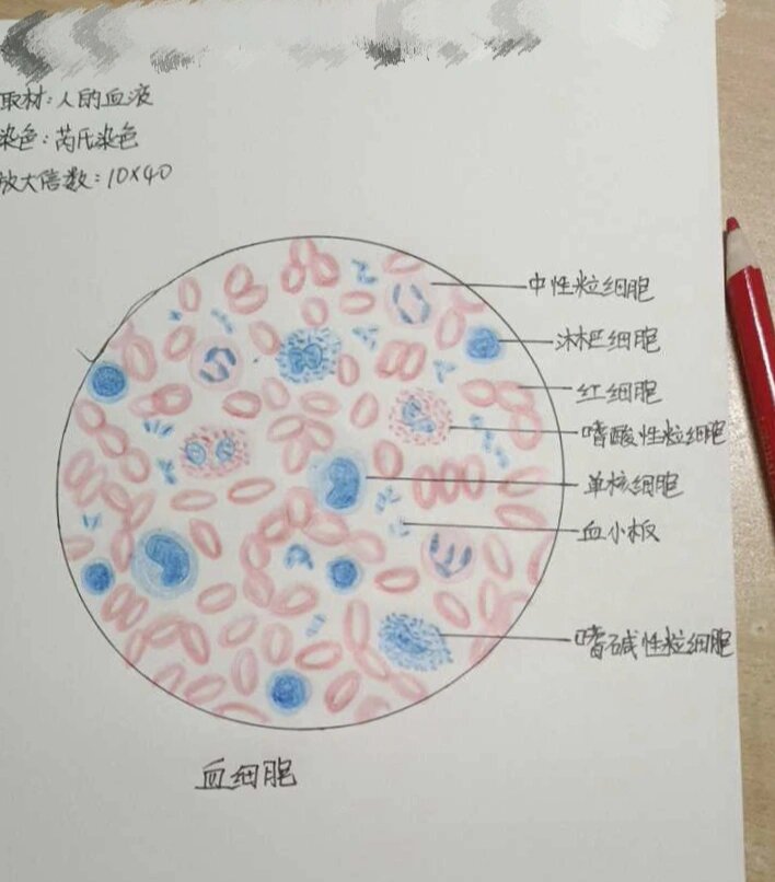 原始红细胞绘图图片