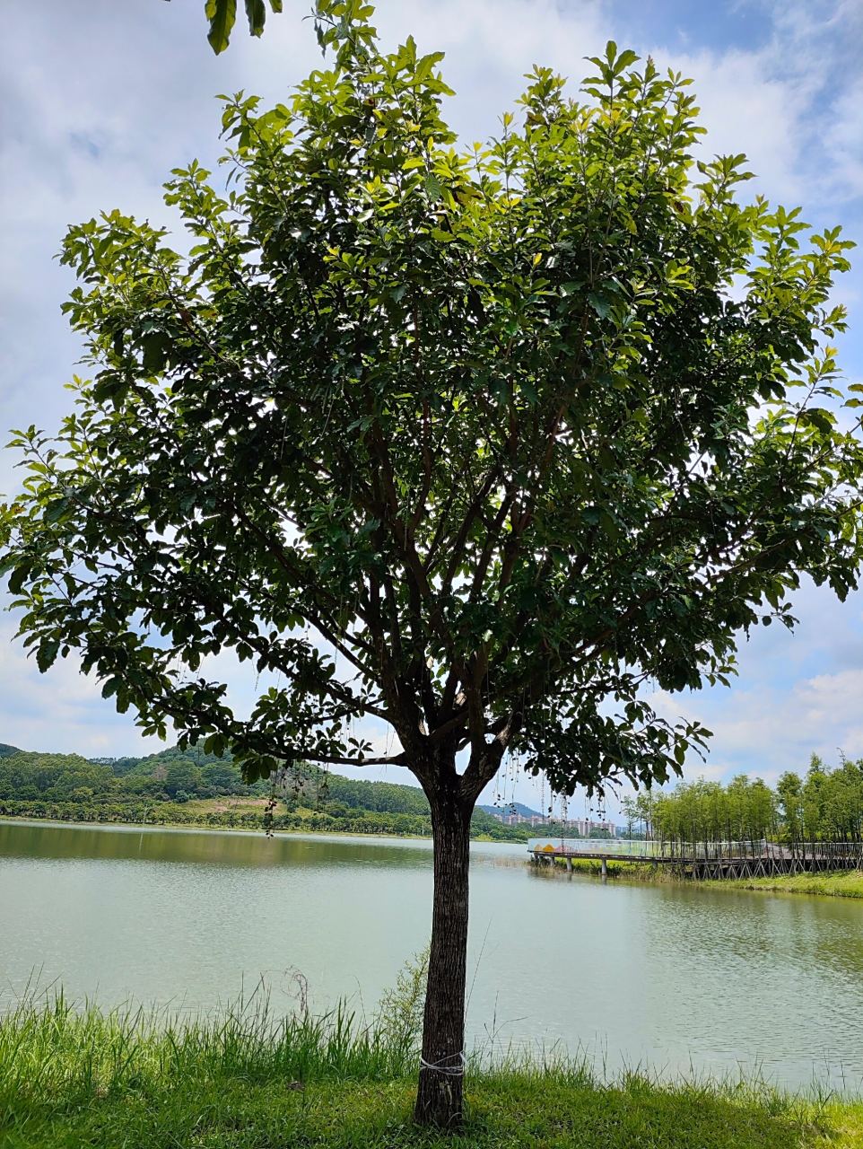 阳光下挂满了果实的玉蕊树