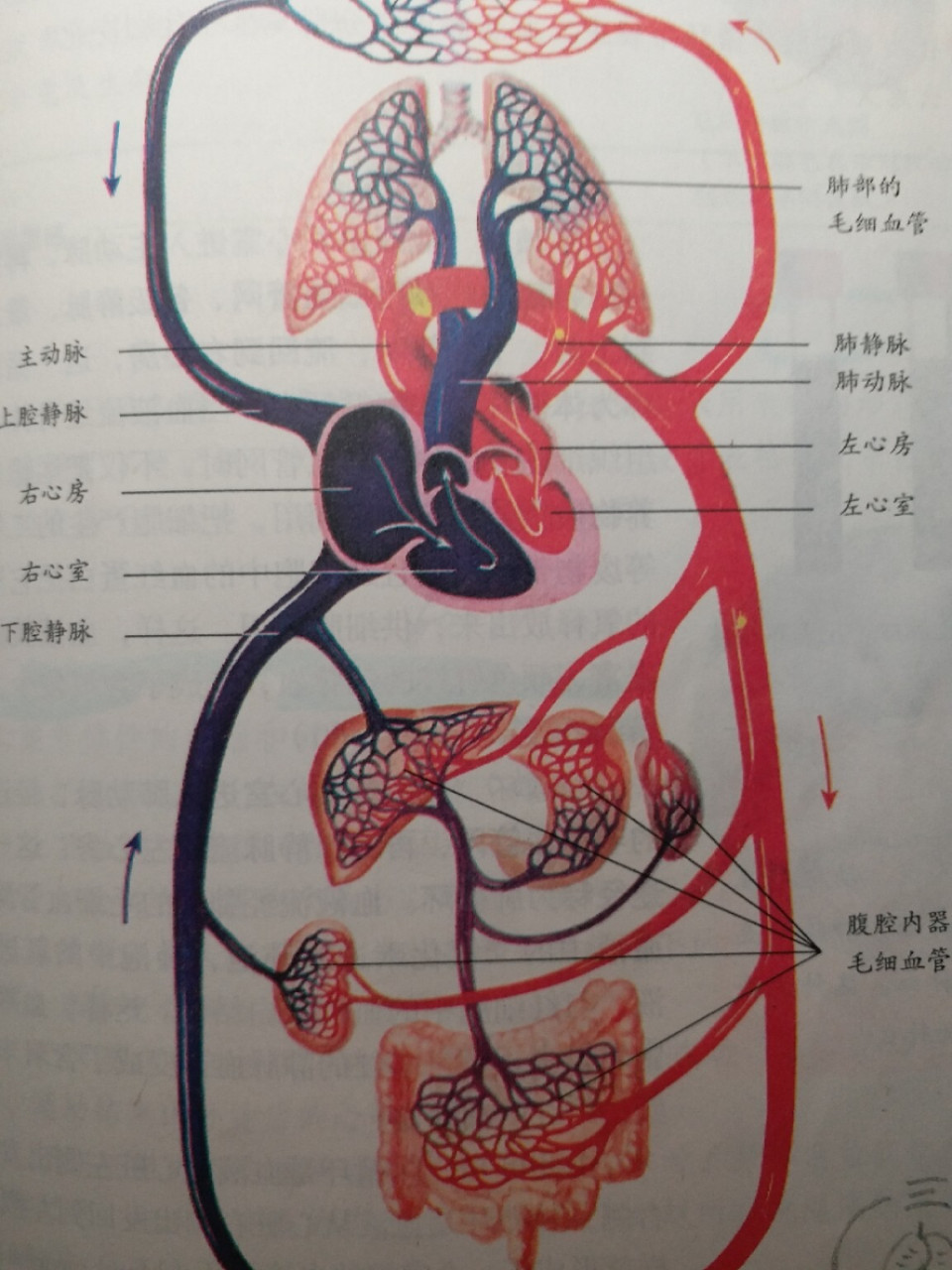 肺脏血管分布图图片