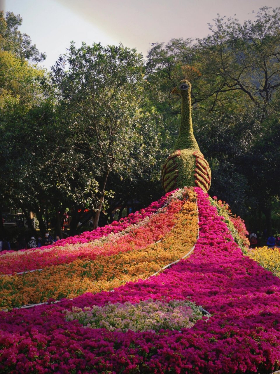 广州2021簕杜鹃花展|拍照打卡 一年一度的簕杜鹃花展又开幕了98