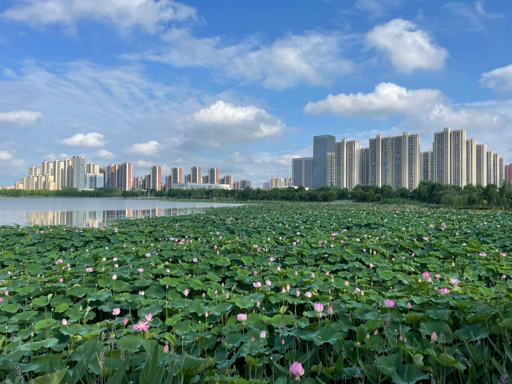 1661536615江夏中央大公园  江夏中央大公园位于武汉南部新城
