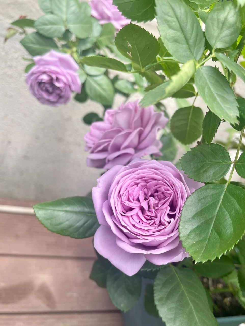 蓝紫色月季 我推荐微蓝 微蓝是很强健的德国品种 科德斯的 非常抗病