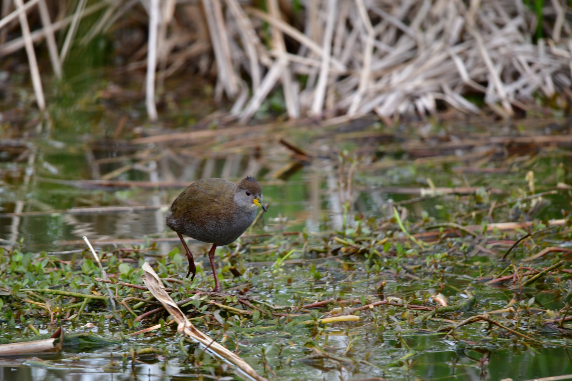 苏大美# 红脚苦恶鸟,是鹤形目秧鸡科小田鸡属的鸟类,脚洋红色,其商邋