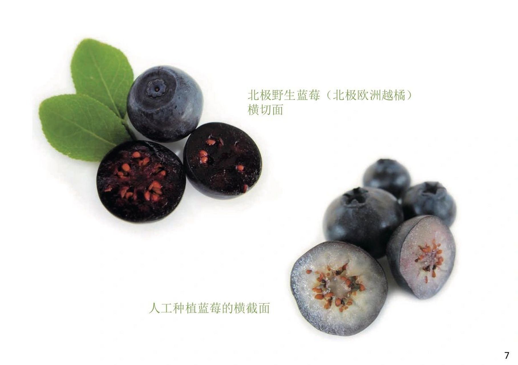 16615看大小 人工种植蓝莓:大(果径可达2