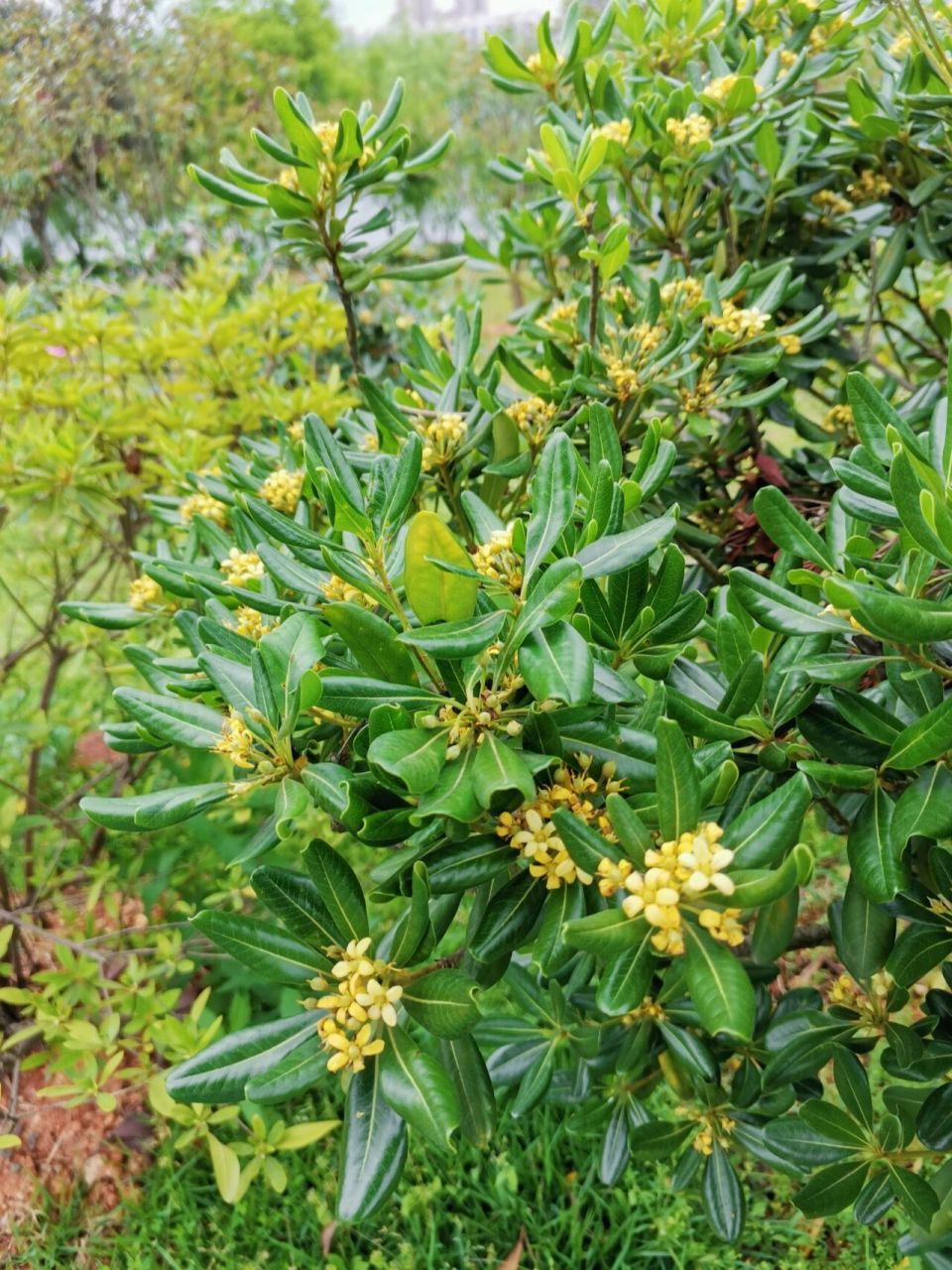 海桐花图片大全图片