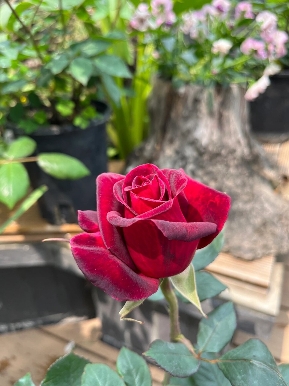 月季 | 大名鼎鼎黑巴克 无美颜无滤镜的黑巴克,丝绒质感明显,黑红色