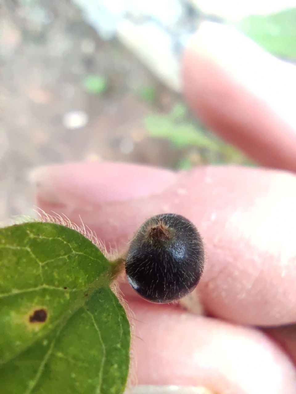 金银花的果实,第一次见 金银花的果实,第一次见