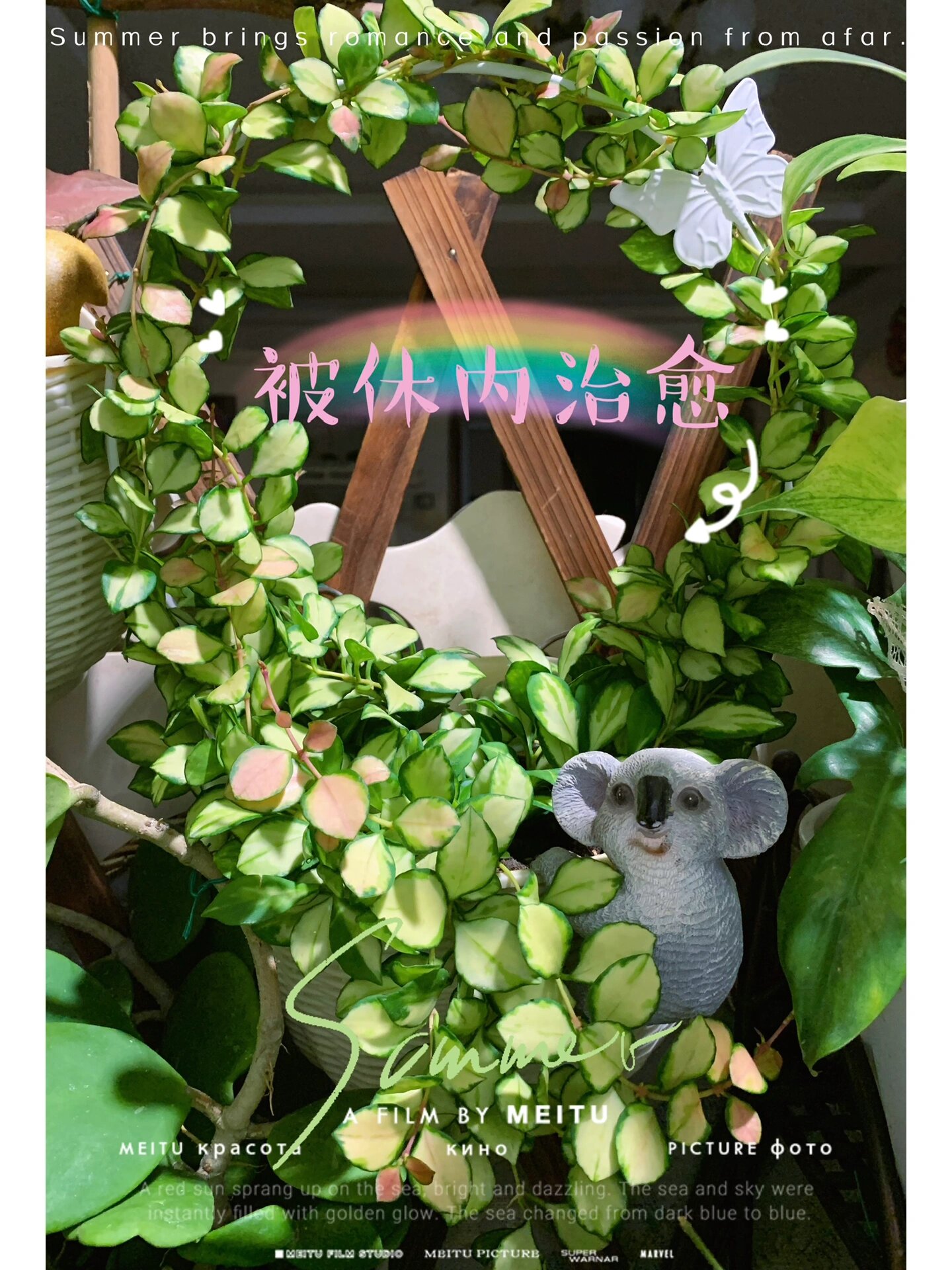 记录球兰最美的样子:休斯科尔内锦球兰 强烈推荐一下休内球兰:太美了!