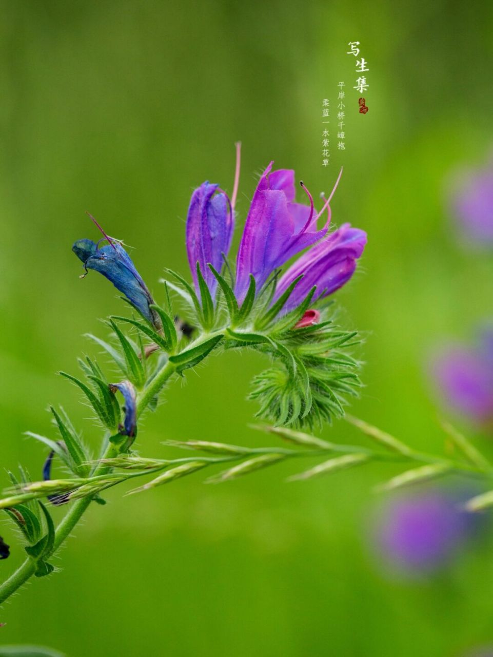 蓝蓟|写生集|六月的花 【花语】 蓝蓟的花语是老天保佑.