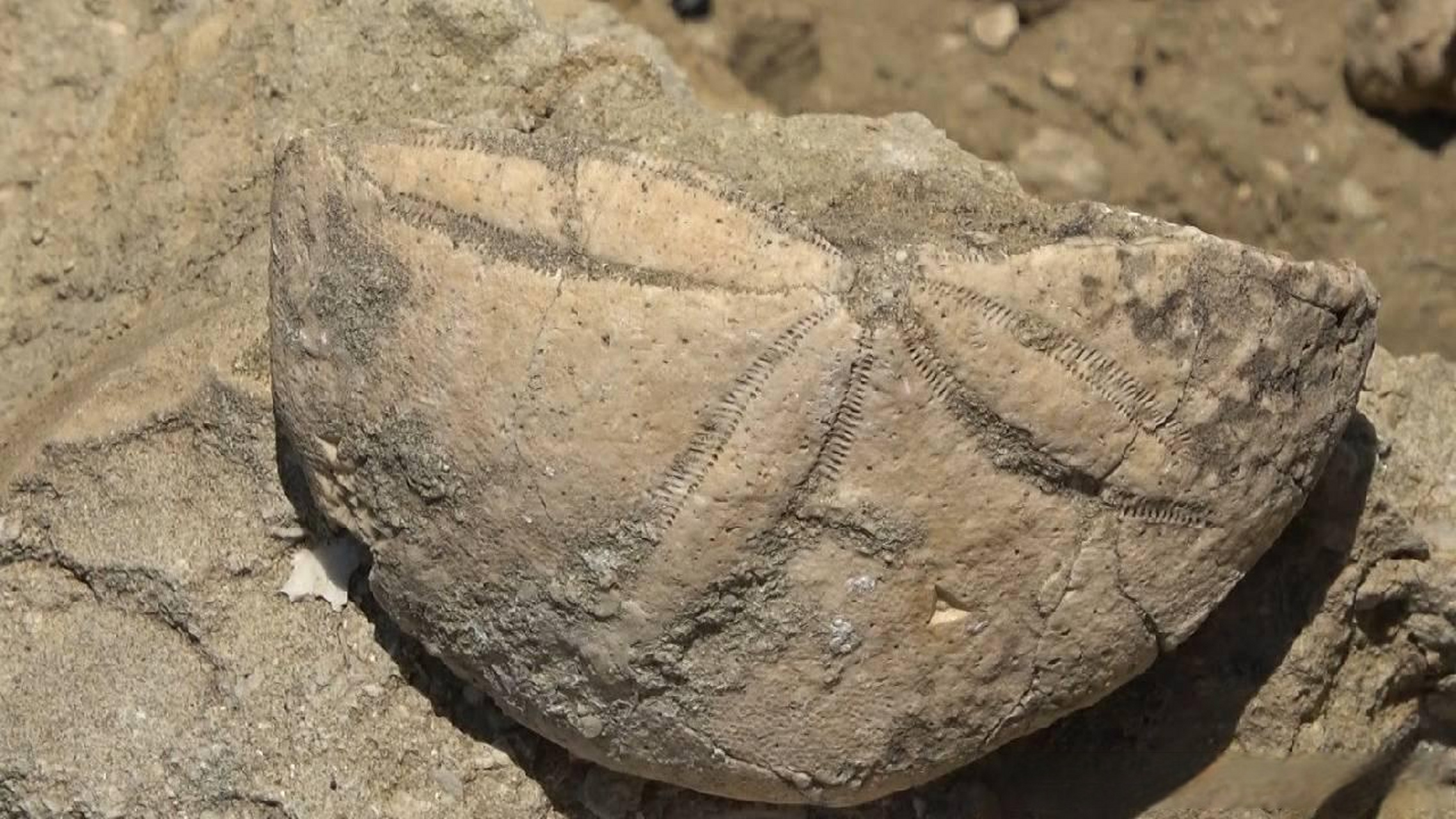 【土耳其穆什发现2000万年前的海洋生物化石】 据悉,在土耳其穆什发现