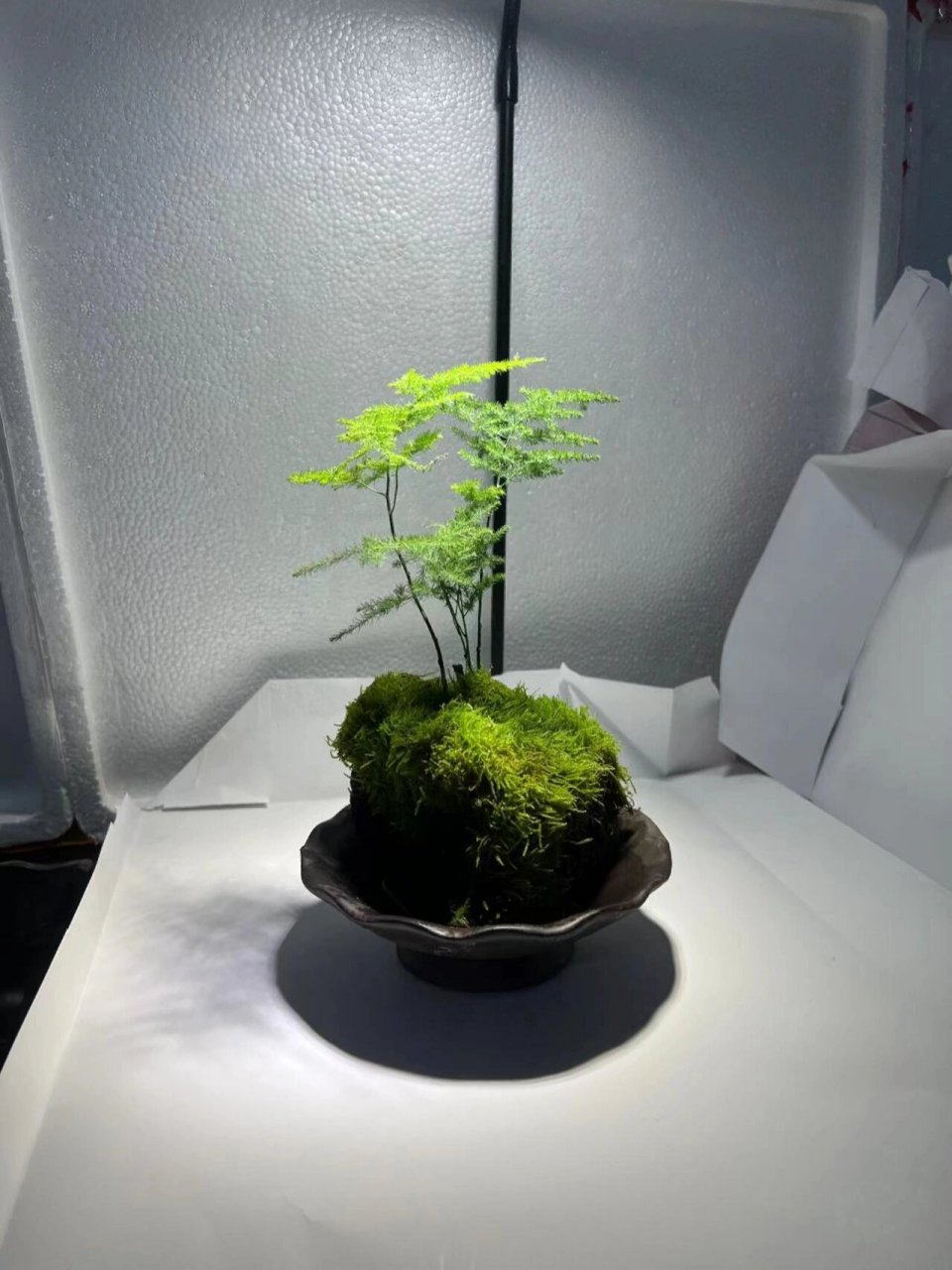 火山石盆栽是我很喜欢的一个植物,特别耐看 搭配了几个迷你火山石