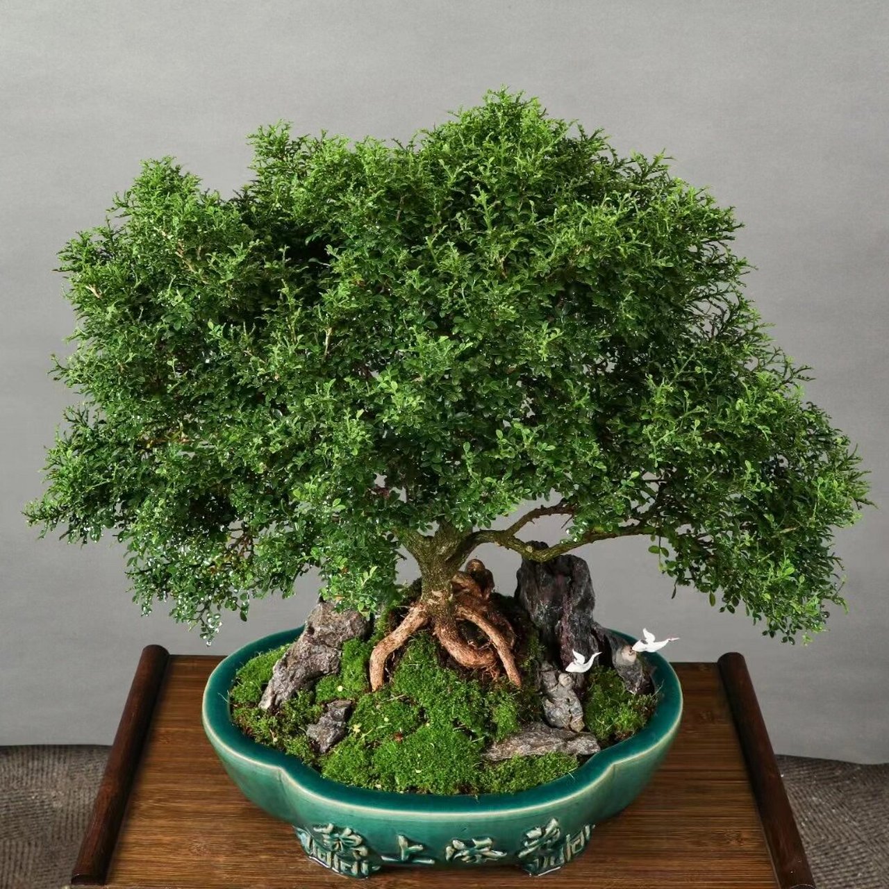 九里香 台湾达摩九里香,如图实拍