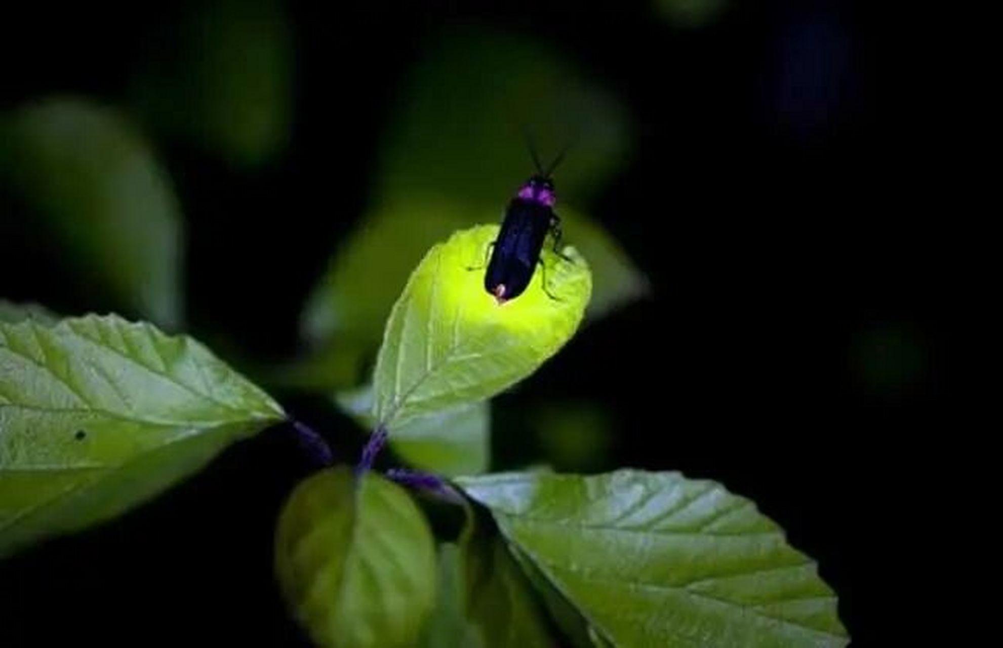 夏日昆虫|提着灯笼的萤火虫   萤火虫俗称火金姑,亮火虫,是昆虫纲鞘翅