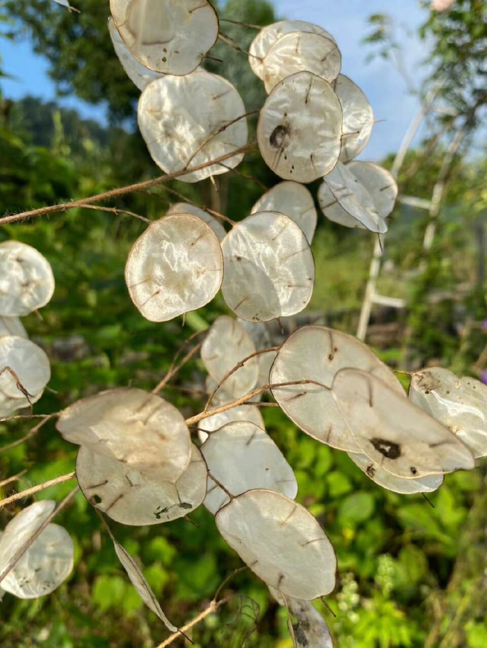 金钱花四边图片