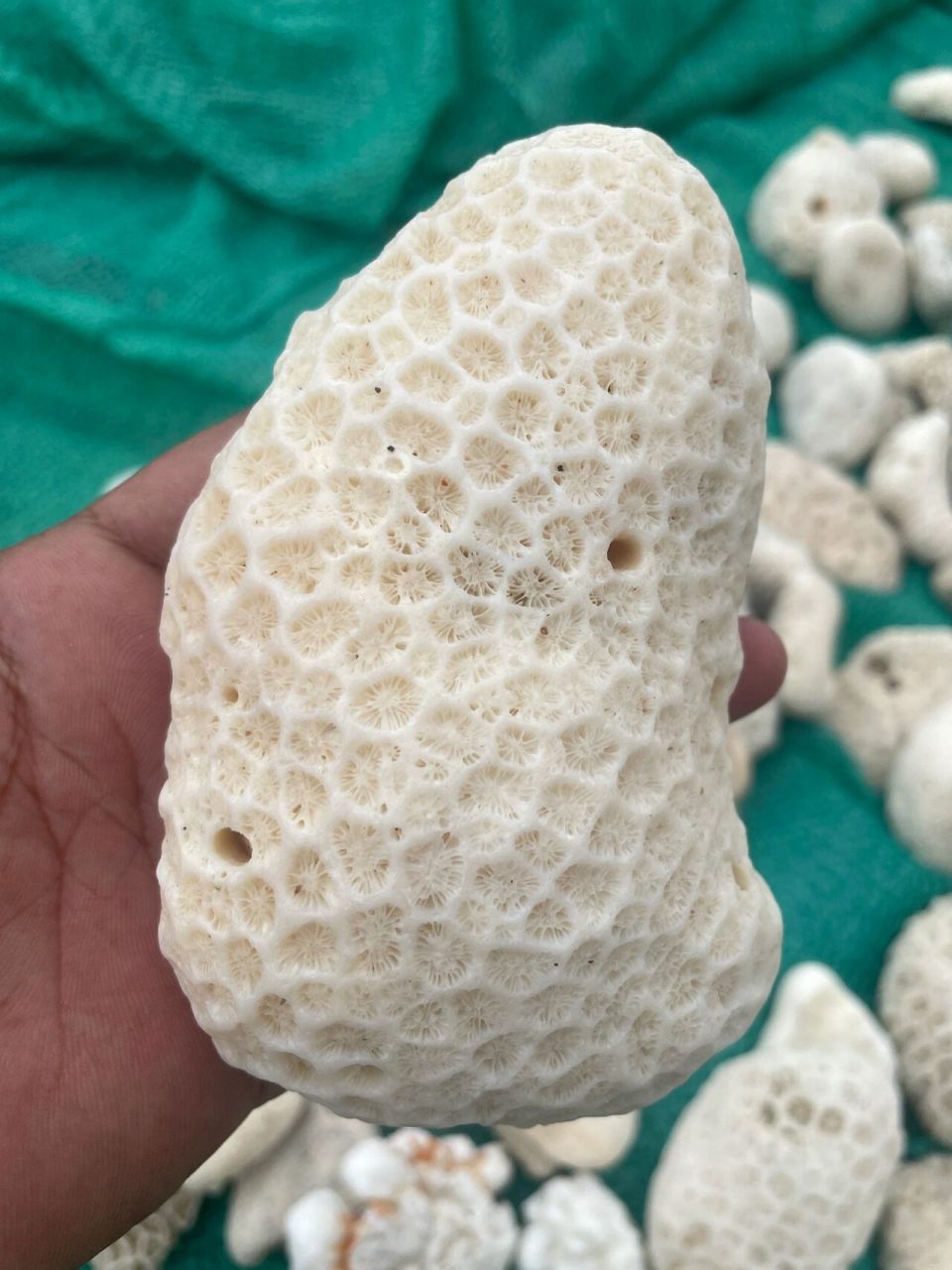 珊瑚石原石 批发,批发,批发