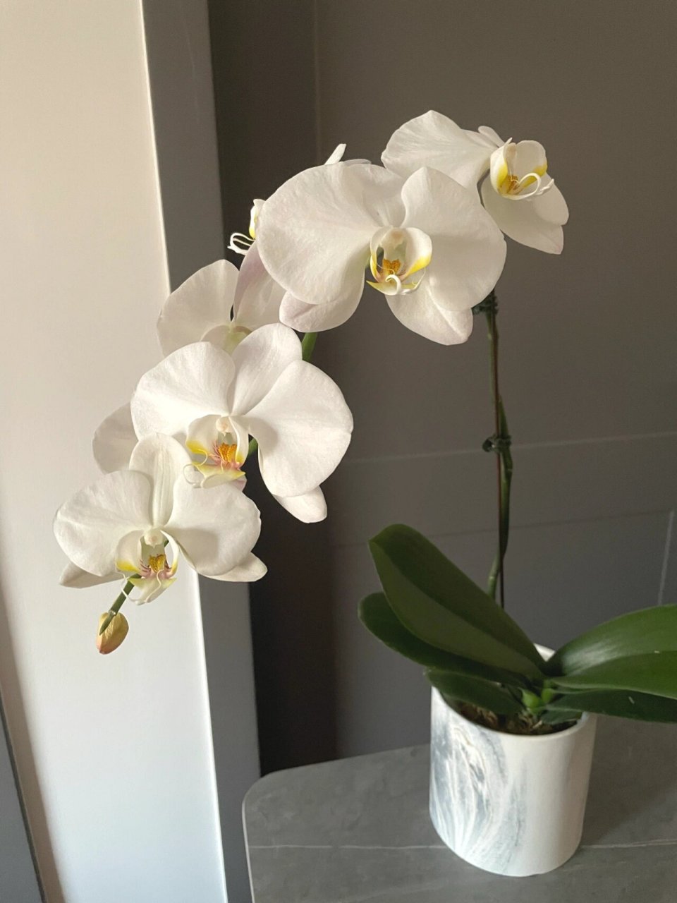 蝴蝶兰|v3大白花 今年尝试买花苞苗 想试试从零到盛放开始欣赏 12月