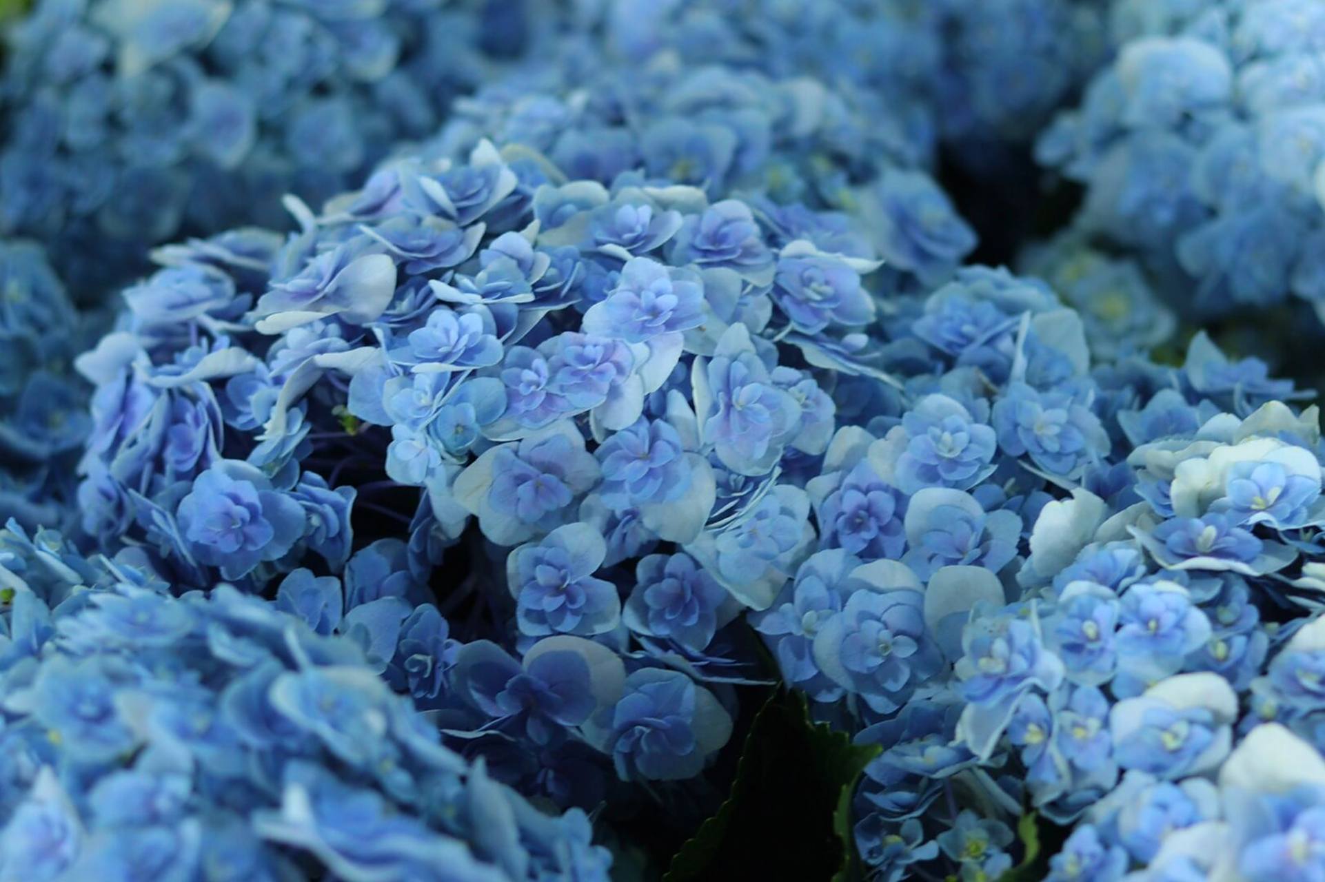 绣球品种推荐—花宝 花宝光听名字就很好听,这是日本进口的重瓣绣球花