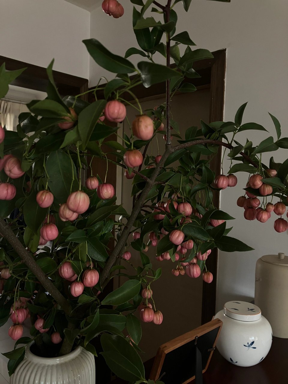 秋日限定花花—灯笼果 粉粉嫩嫩的果