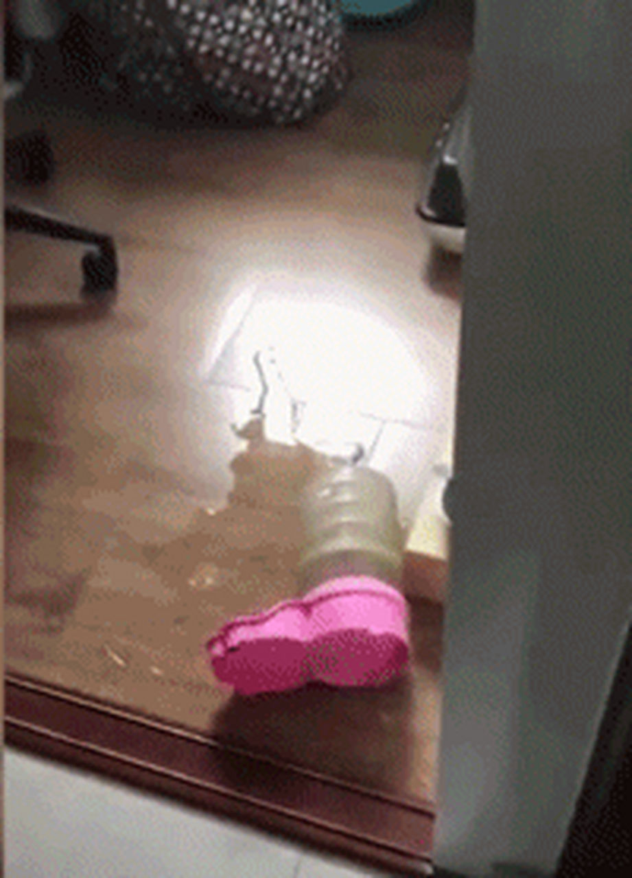 猫咪打翻水,结果被主人用塑料袋掉起来惩罚,哈哈.