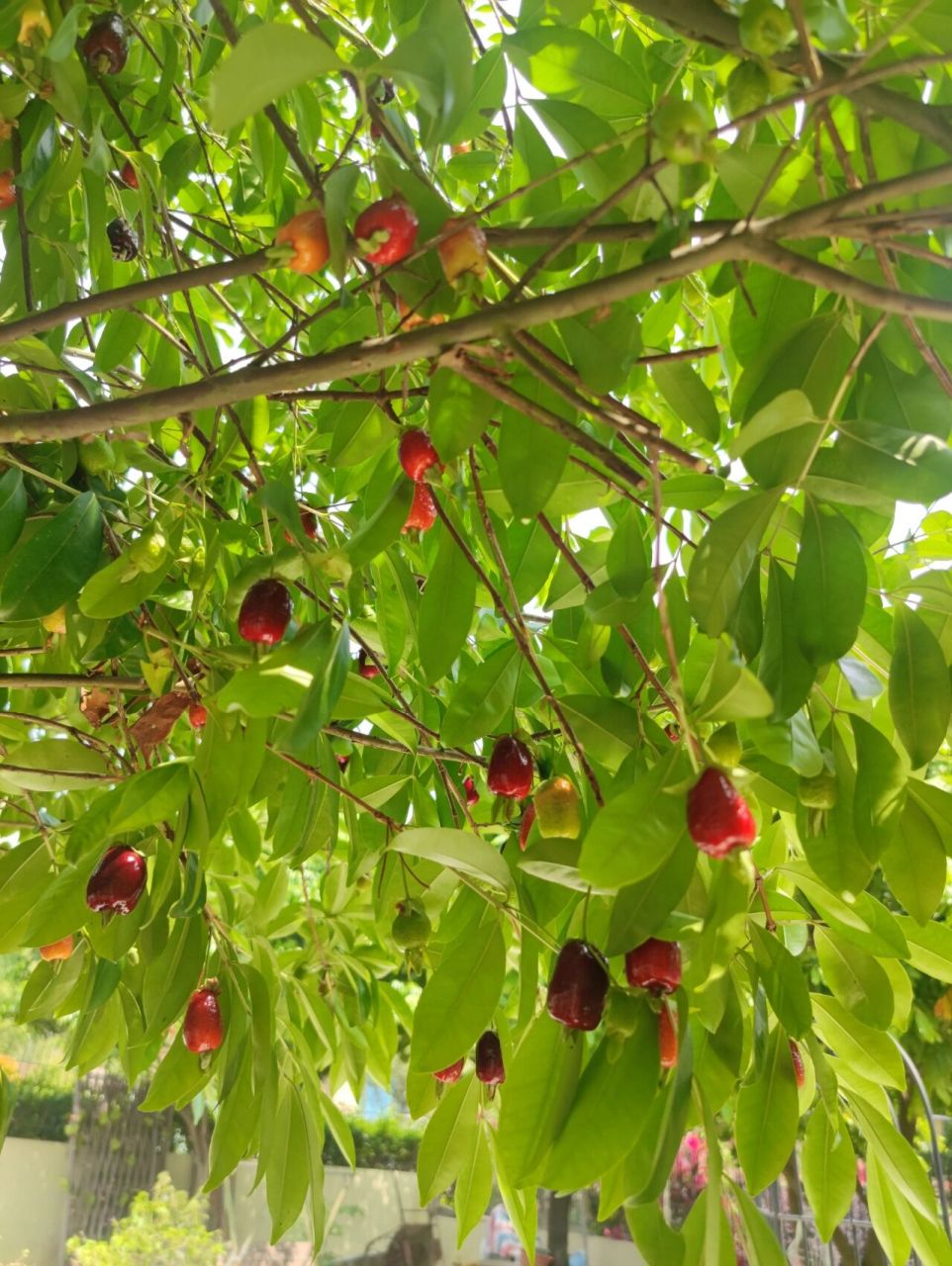 海南樱桃挂满树