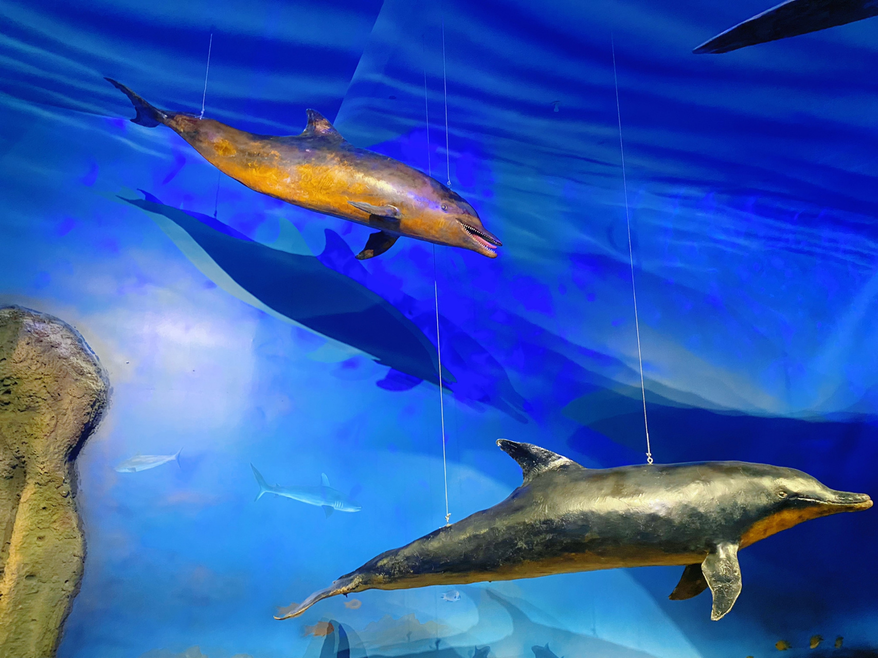 惠州亲子游┋打卡免费小众标本科普海洋馆 这个抹香鲸主题馆,真的藏的