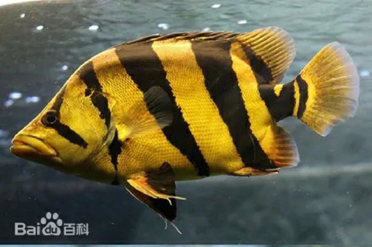 泰国虎鱼 【外貌特征】 泰国虎鱼,又名三间虎,属原生态鱼