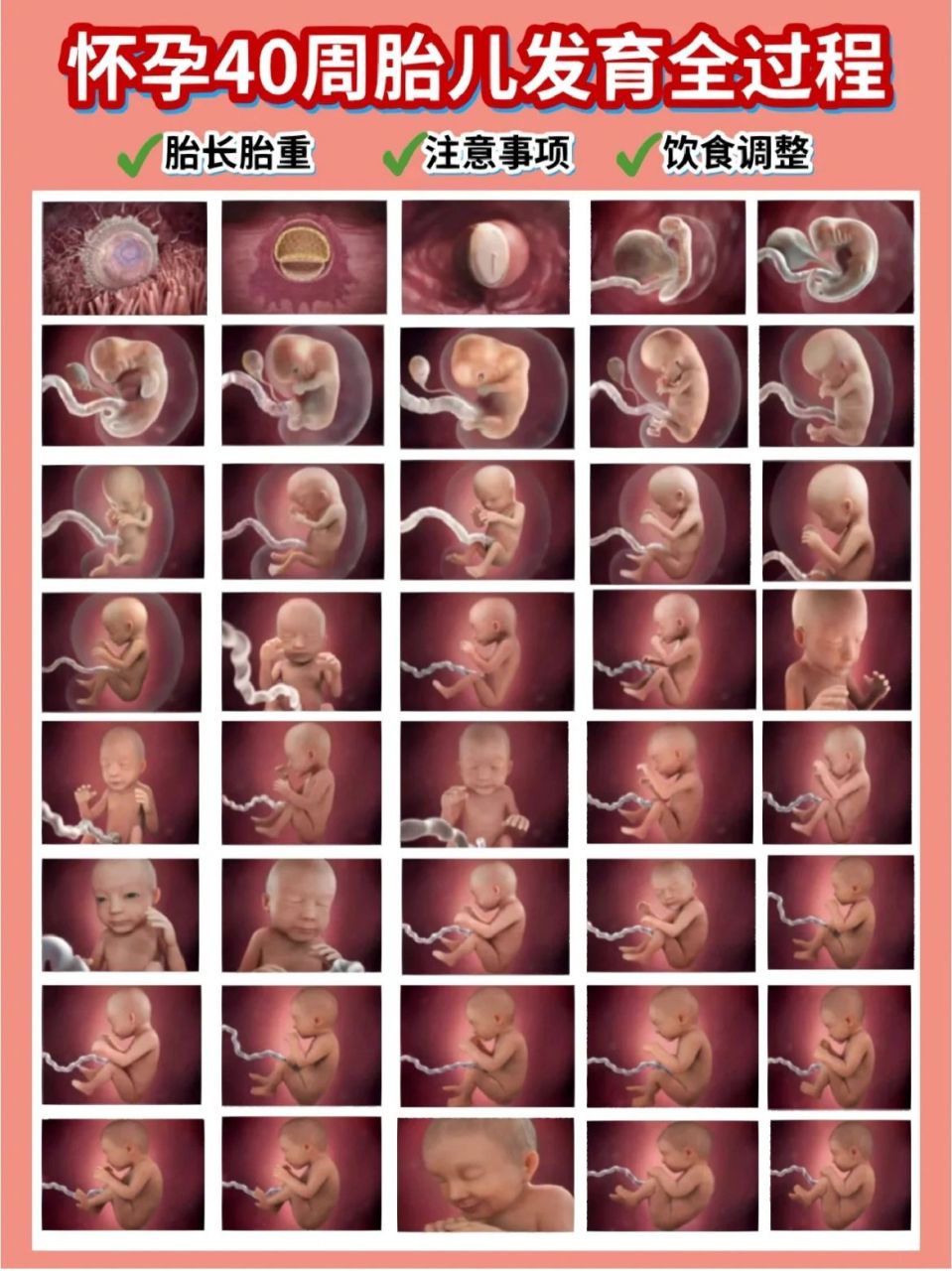 怀孕那点事02|97胎儿7974周图 第一周:卵子与精子结合形成