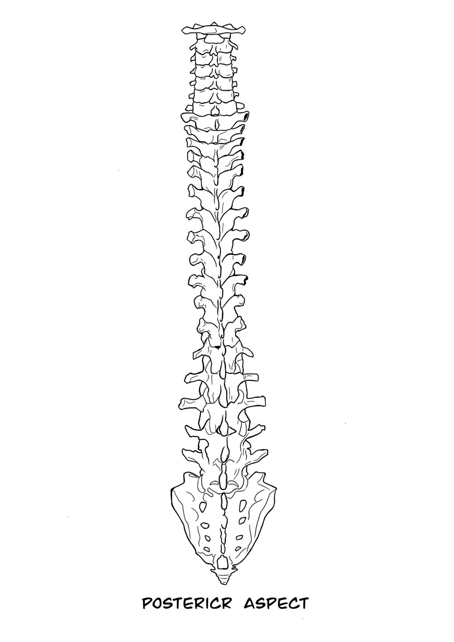 医学插画之「脊柱篇」 注重脊柱健康,以下行为不要做🙅🏻‍