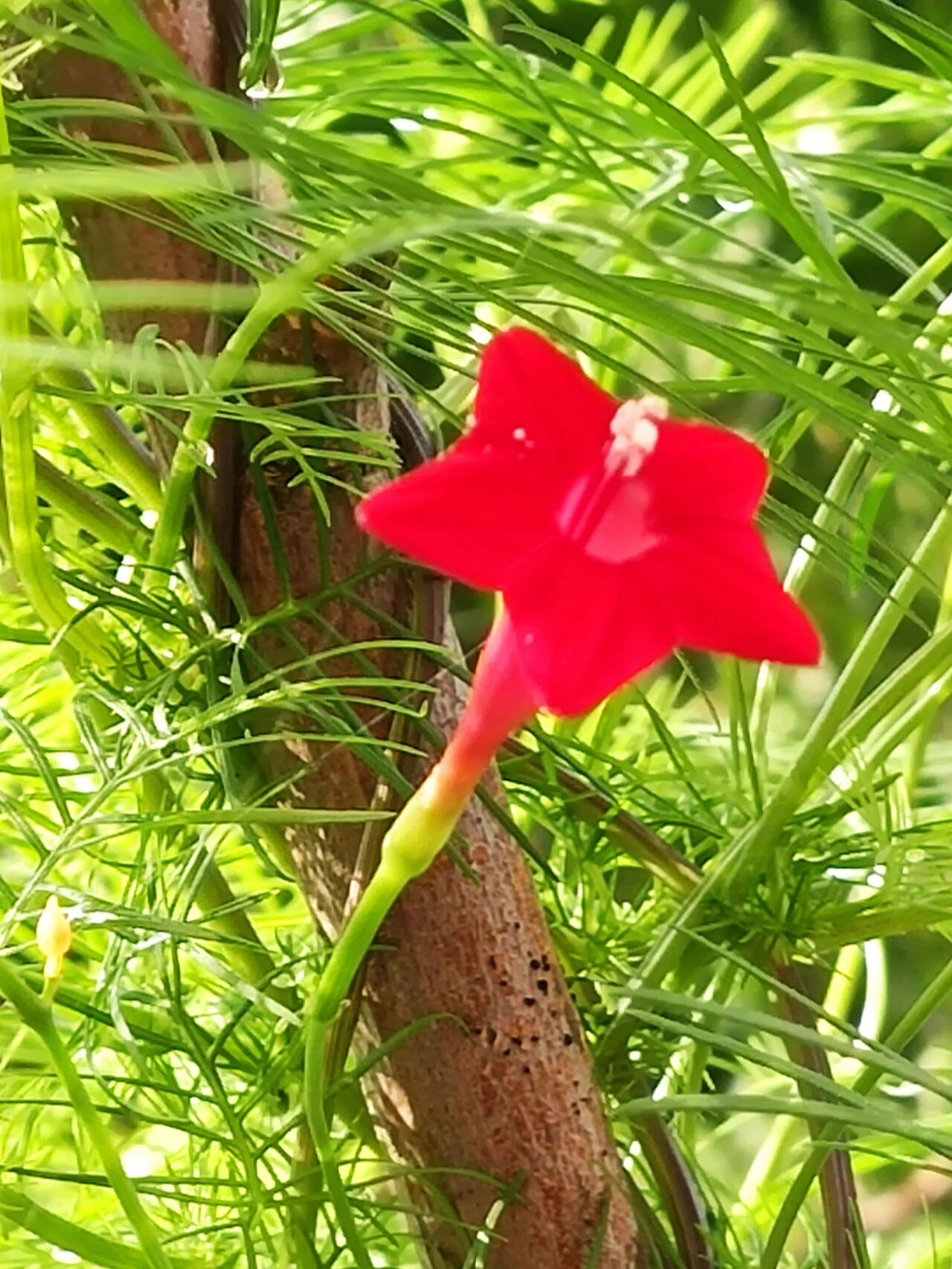 红得鲜艳的五星花 学名叫茑萝松 夏日盛开的迷人花朵   你见过它吗?