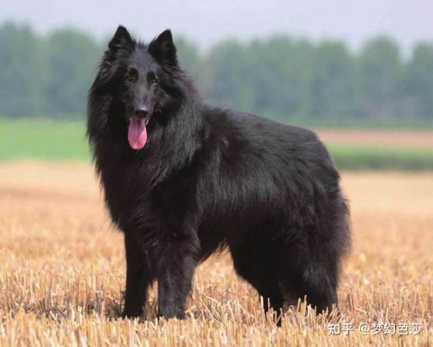 格罗安达犬给人的印象是结实灵活肌肉发达