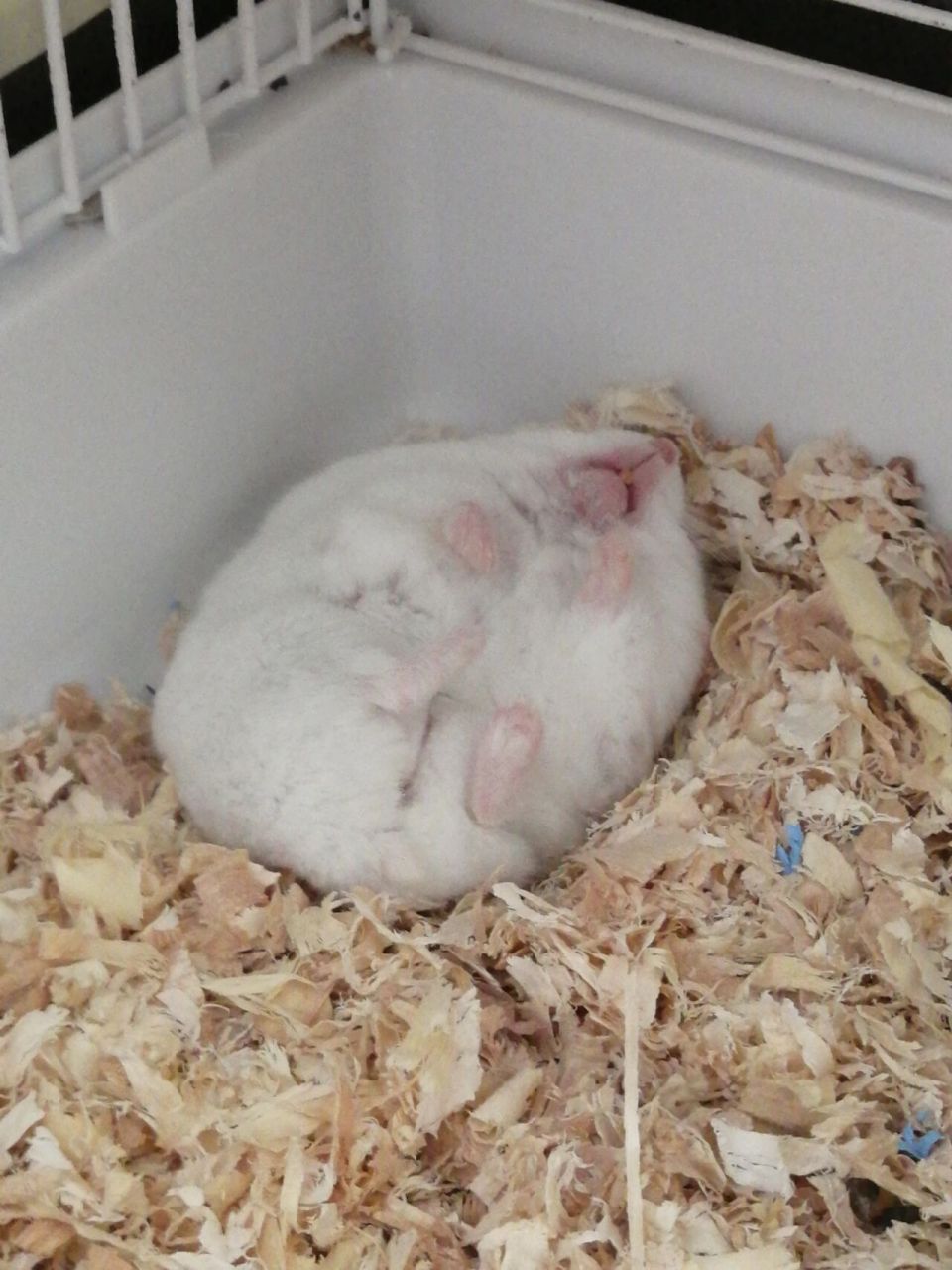 小仓鼠睡觉为什么躺着睡觉呢? [鼓掌]