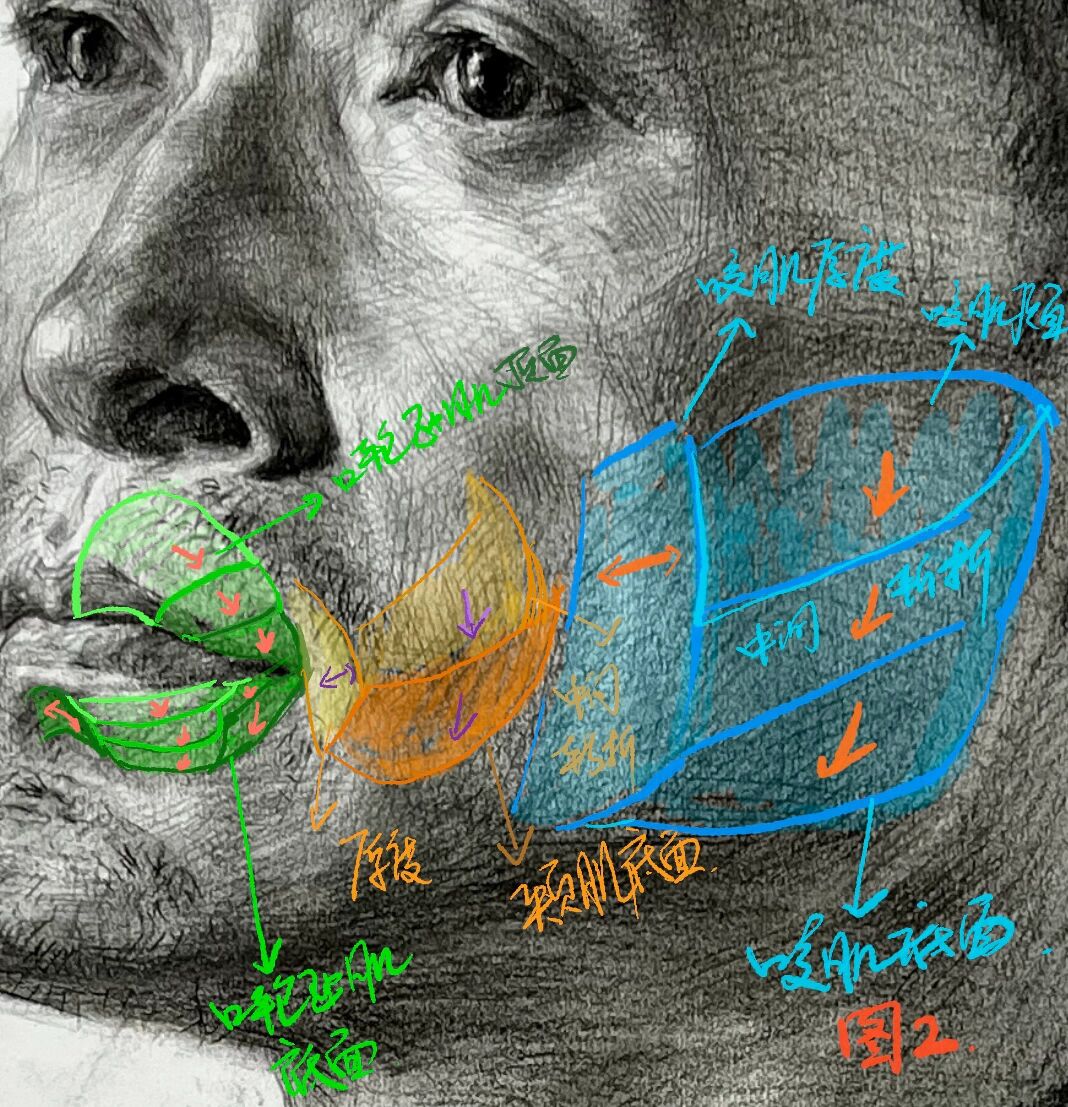 素描头像|如何画好口轮匝肌,颊肌,咬肌?