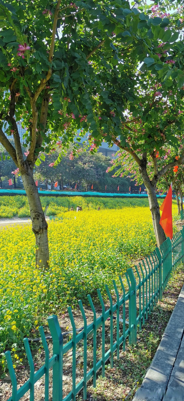 福州花海公园油菜花图片