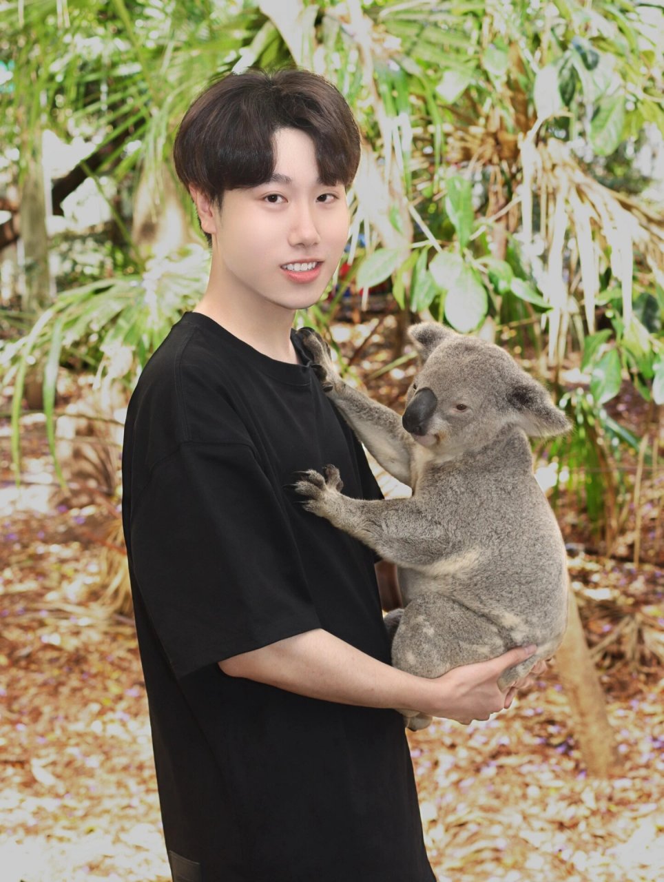 pine koala sanctuary 终于在brisbane抱到了心心念念的考拉94!